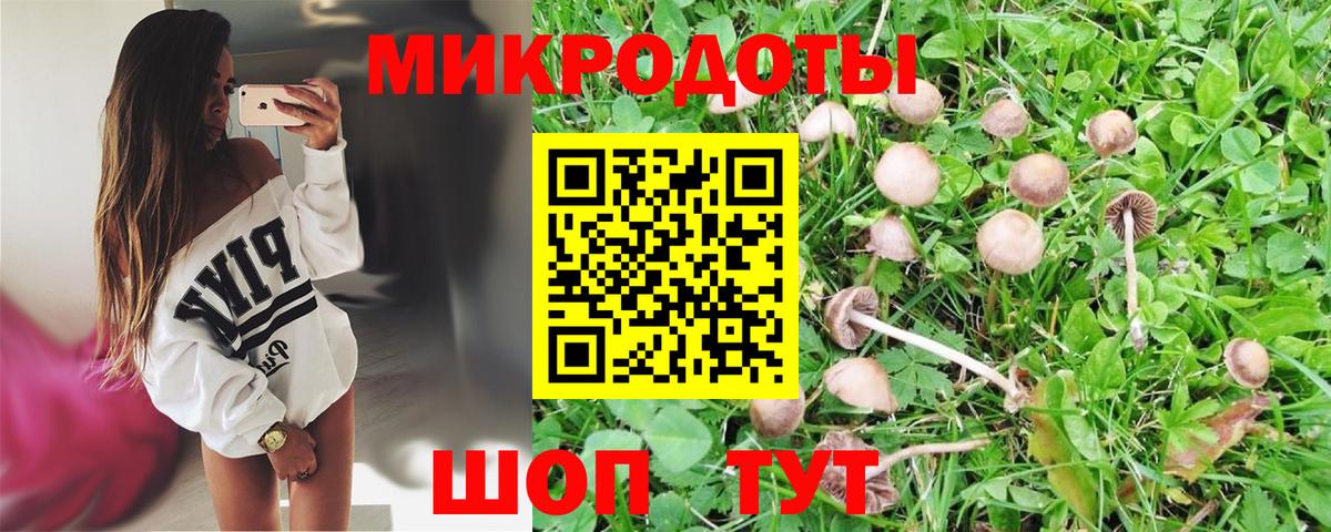 Курганинск  купить   Вход с VPN  Псилоцибиновые грибы Psilocybine cubensis 
